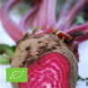 BETTERAVE CRAPAUDINE - Graines BIO | Ferme de Sainte Marthe | Graines et Bio