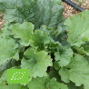 RHUBARBE VICTORIA - Graines BIO | Ferme de Sainte Marthe | Graines et Bio