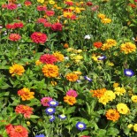 FLEURS Mellifères pour BALCON (5 grammes) - Graines non traitées | Ferme de Sainte Marthe | Graines et Bio