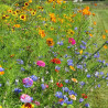 Mélange Fleuri pour COCCINELLES (5 grammes) | Ferme de Sainte Marthe | Graines et Bio
