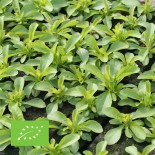 STEVIA - Graines BIO | Ferme de Sainte Marthe | Graines et Bio