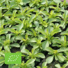 STEVIA - Graines BIO | Ferme de Sainte Marthe | Graines et Bio
