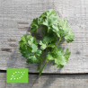 PERSIL PLAT Commun - Graines BIO | Ferme de Sainte Marthe | Graines et Bio