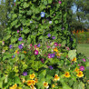 FLEURS GRIMPANTES en Mélange - Graines non traitées | Ferme de Sainte Marthe | Graines et Bio