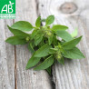 BASILIC CITRON VERT - Graines BIO | Ferme de Sainte Marthe | Graines et Bio