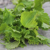 SHISO VERT - Graines BIO | Ferme de Sainte Marthe | Graines et Bio