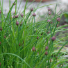 CIBOULETTE - Graines BIO | Ferme de Sainte Marthe | Graines et Bio