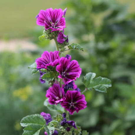 graines de mauve sylvestre par