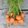CAROTTE RONDE GRELOT "Marché de Paris" - Graines BIO | Ferme de Sainte Marthe | Graines et Bio