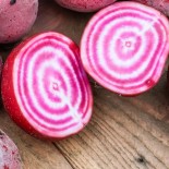 🌱 Graines de BETTERAVE - BETTERAVE CHIOGGIA - Graines BIO