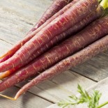🥕 Graines de CAROTTE - CAROTTE VIOLETTE COSMIC - Graines BIO