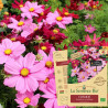 COSMOS SENSATION en Mélange - Graines BIO | La Semence Bio | Graines et Bio