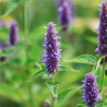 AGASTACHE RUGOSA - Graines BIO | Ferme de Sainte Marthe | Graines et Bio