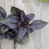 BASILIC POURPRE - Graines BIO | Ferme de Sainte Marthe | Graines et Bio