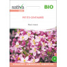 PETITE CENTAURÉE - Graines BIO | Sativa | Graines et Bio