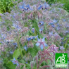 BOURRACHE Officinale - Graines BIO | Ferme de Sainte Marthe | Graines et Bio