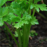 CÉLERI à COUPER - Graines BIO | Ferme de Sainte Marthe | Graines et Bio