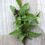 BASILIC THAÏ - Graines BIO | Ferme de Sainte Marthe | Graines et Bio