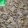ANIS Vert - Graines BIO | Ferme de Sainte Marthe | Graines et Bio