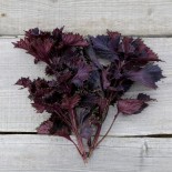 PÉRILLA ROUGE - Graines BIO