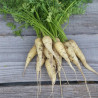 CAROTTE BLANCHE de Kuttingen - Graines BIO | Ferme de Sainte Marthe | Graines et Bio