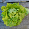 LAITUE POMMÉE Express - Graines BIO | Ferme de Sainte Marthe | Graines et Bio
