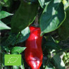 PIMENT de La BRESSE - Graines BIO | Ferme de Sainte Marthe | Graines et Bio