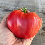 Graines - Tomate - Coeur de boeuf - Jardi-Sud