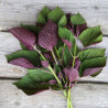 SHISO ou PÉRILLA BICOLORE - Graines BIO | Ferme de Sainte Marthe | Graines et Bio