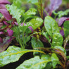 Mélange Jeunes Pousses POUR SMOOTHIES - Graines BIO | Ferme de Sainte Marthe | Graines et Bio