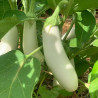 AUBERGINE BLANCHE Longue - Graines BIO | Ferme de Sainte Marthe | Graines et Bio