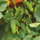 CONCOMBRE NAIN PRÉCOCE Dar - Graines BIO | Ferme de Sainte Marthe | Graines et Bio