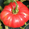 TOMATE POTIRON Écarlate - Graines BIO | Ferme de Sainte Marthe | Graines et Bio