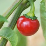 MINI PIMENT Red Cherry - Graines BIO | Ferme de Ste Marthe | Graines et Bio