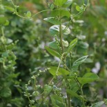 BASELLE ALBA ou ÉPINARD Malabar - Graines BIO