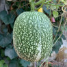 COURGE de SIAM - Graines BIO | Ferme de Sainte Marthe | Graines et Bio