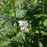 VALÉRIANE Officinale -...