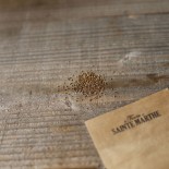CÉLERI-RAVE Monarch - Graines BIO | Ferme de Sainte Marthe | Graines et Bio
