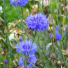 BLEUET - Graines BIO | Ferme de Sainte Marthe | Graines et Bio
