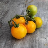 TOMATE TANGERINE - Graines BIO