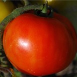 TOMATE ROYALE Des Guineaux - Graines BIO