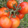 TOMATE ROYALE Des Guineaux - Graines BIO | Ferme de Sainte Marthe | Graines et Bio