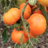 TOMATE ORANGE Queen - Graines BIO | Ferme de Sainte Marthe | Graines et Bio