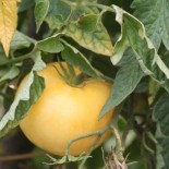 TOMATE WHITE Wonder - Graines BIO