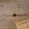 MYOSOTIS des BOIS - Graines non traitées | Ferme de Sainte Marthe | Graines et Bio