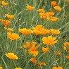 PAVOT de CALIFORNIE - Graines BIO | Ferme de Sainte Marthe | Graines et Bio