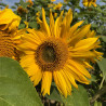 TOURNESOL CALIFORNIEN - Graines BIO | Ferme de Sainte Marthe | Graines et Bio