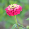 ZINNIA Élégans - Graines BIO | Ferme de Sainte Marthe | Graines et Bio