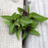 BASILIC ANIS - Graines BIO | Ferme de Sainte Marthe | Graines et Bio