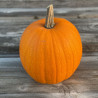 COURGE JACK O'LANTERN - Graines BIO | Ferme de Sainte Marthe | Graines et Bio